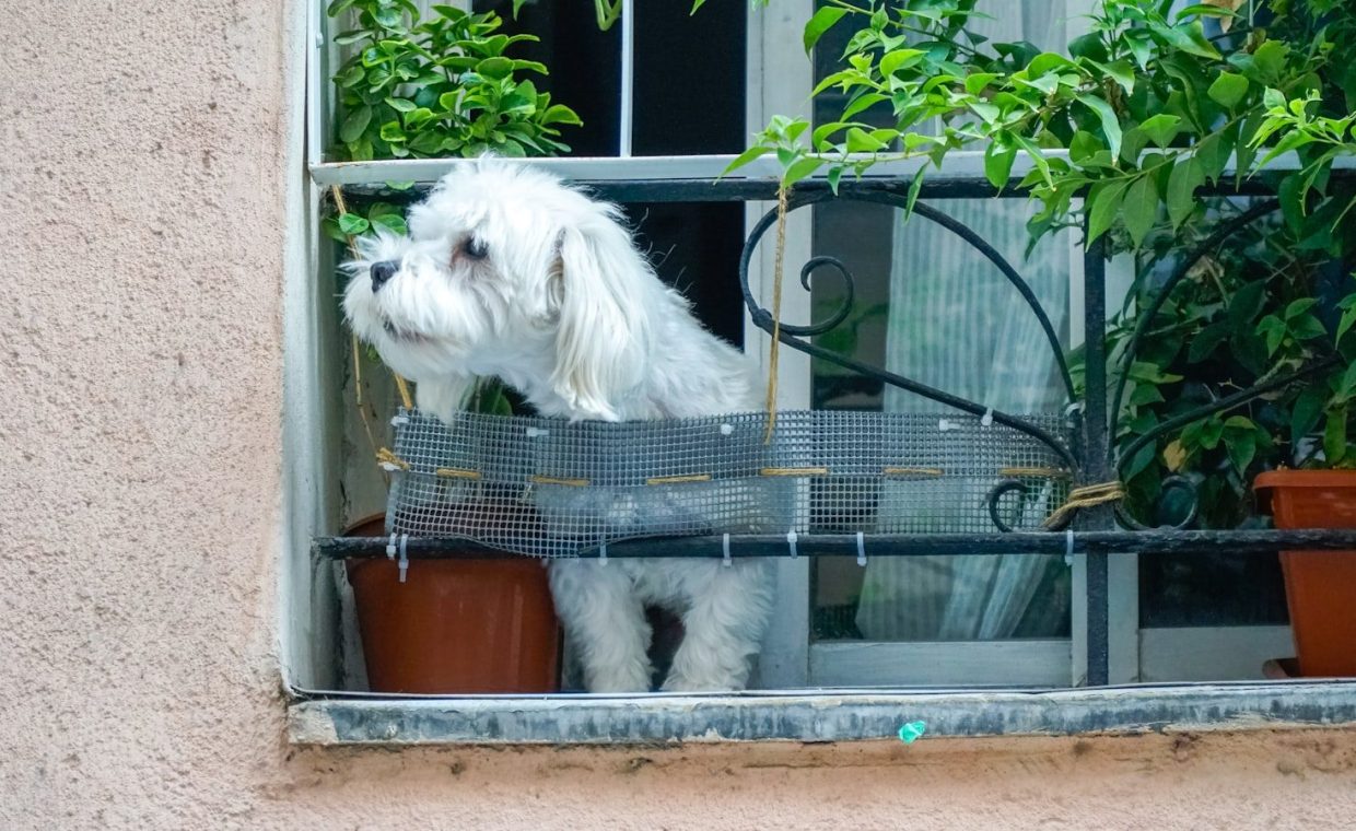 A small white dog looks out a window.