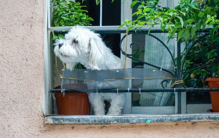 Apartment Dog vs House Dog: Choosing the Right Fit