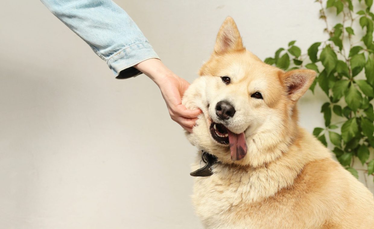 A happy dog being playfully pet indoors by a person. The dog looks joyful and friendly.