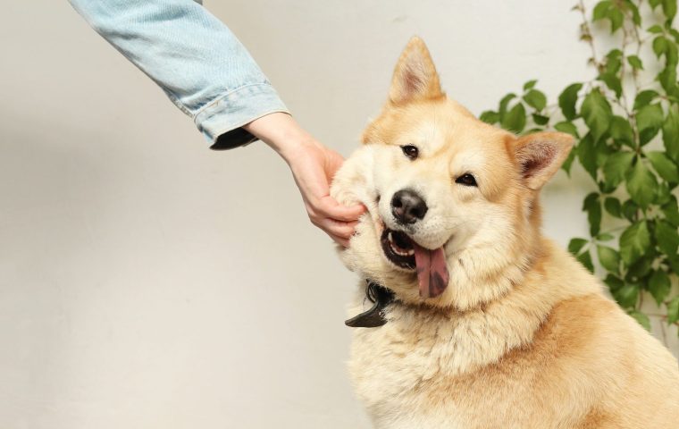 10 At-Home Hygiene Habits for a Healthier Pet