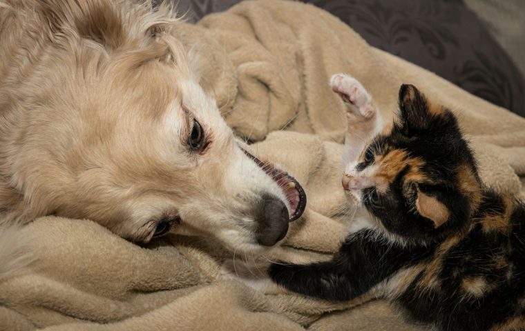What Does a Balanced Diet Actually Mean for Pets?