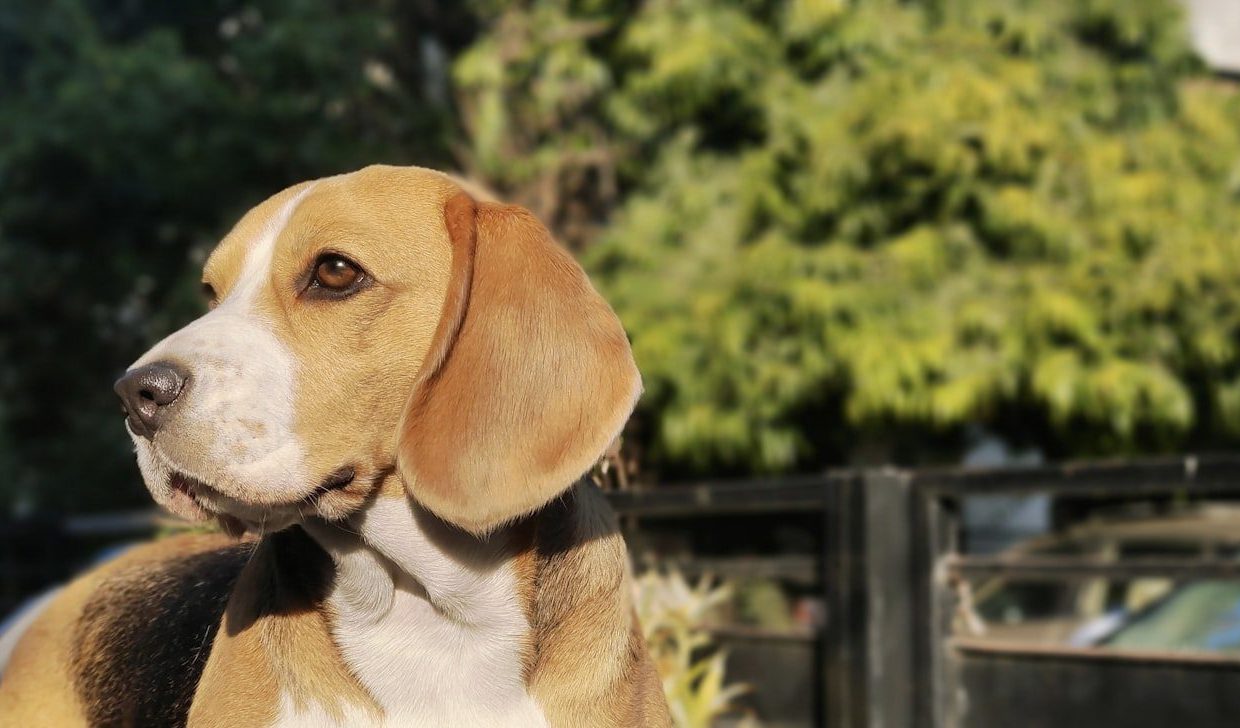A brown and white dog standing next to a fence