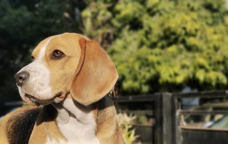 10 Beginner-Friendly Dog Breeds for First-Time Owners