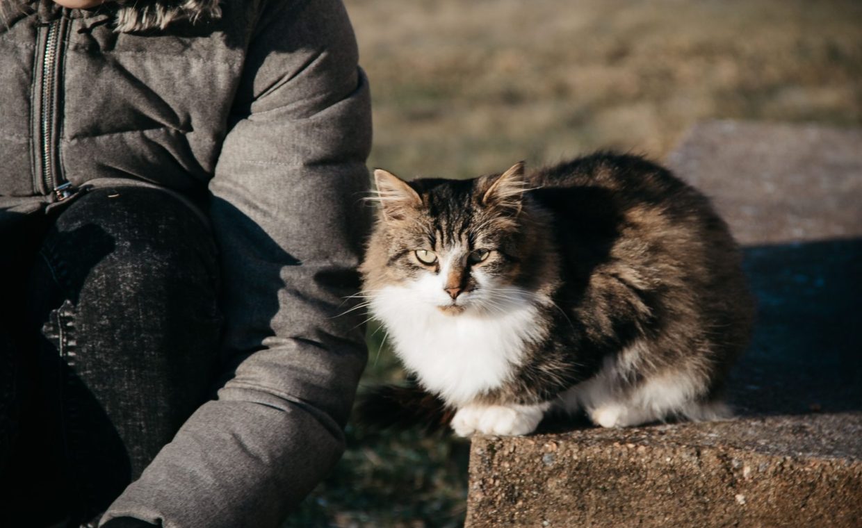 A fluffy cat with striking fur sitting outdoors in winter sunlight, perfect for pet lovers.