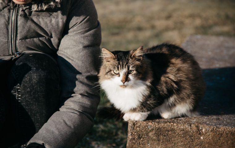 How to Brush a Cat That Hates Being Groomed