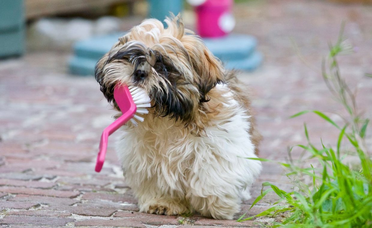 An adorable Shih Tzu puppy playing with a brush on a sunny day, showing its playful nature.