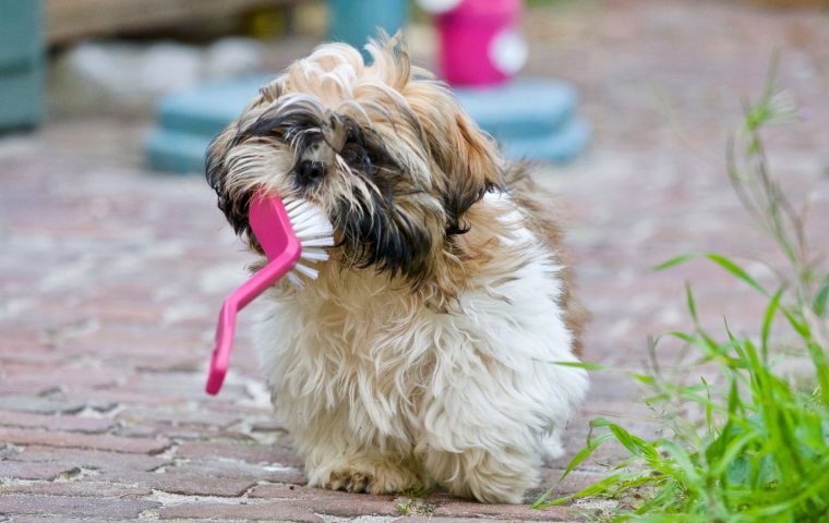 How to Brush Your Pet's Teeth Without a Fight