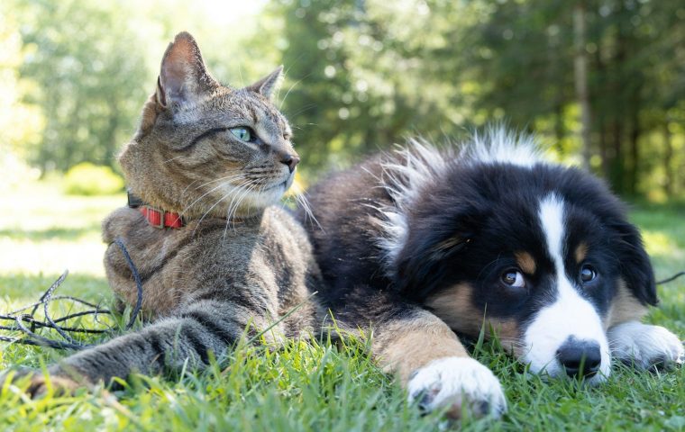 How Regular Brushing Cleared Up Our Cat's Hairball Problem