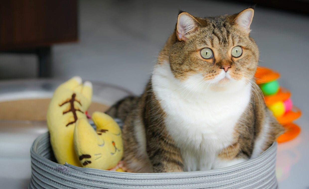 brown and white tabby cat on yellow banana
