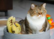 brown and white tabby cat on yellow banana