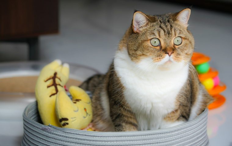 6 Reasons Your Cat Ignores Toys (and How to Fix It)