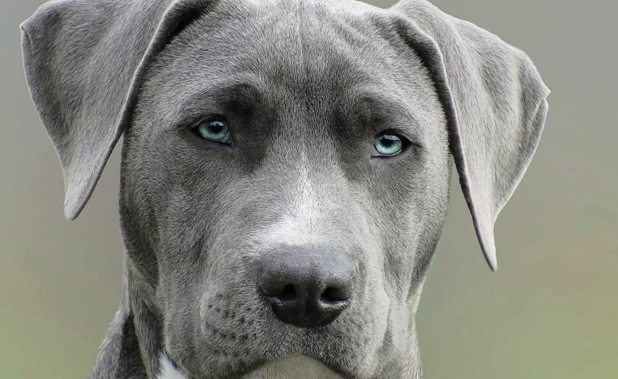 High-resolution close-up portrait of a gray dog with striking blue eyes, capturing elegant features.