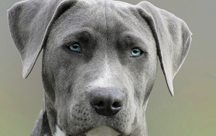 How to Clean Your Dog's Ears Safely at Home