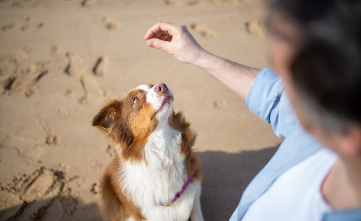 Brown and white dog focused on a hand signal during training on a sandy beach.