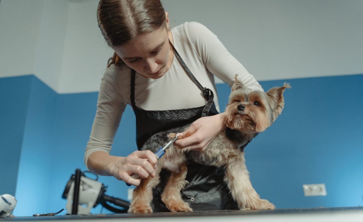 A female pet groomer trims a terrier dog's fur in an indoor grooming salon.