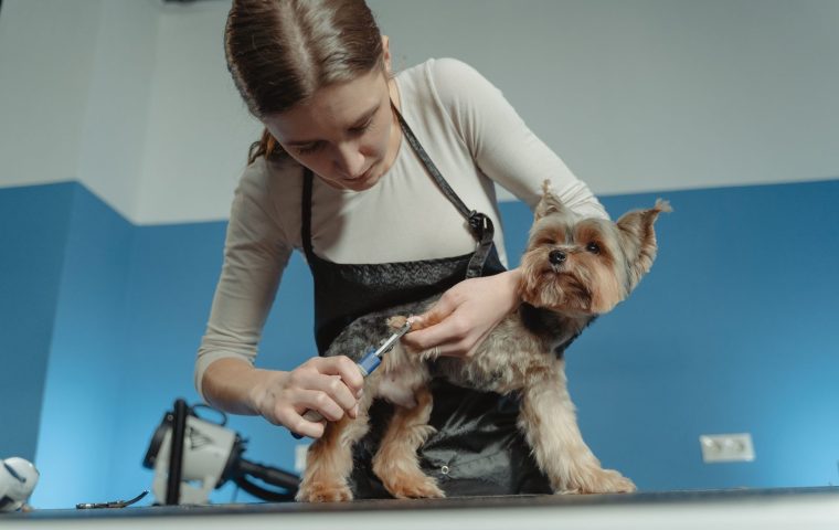 Clippers vs Scissors for At-Home Dog Grooming