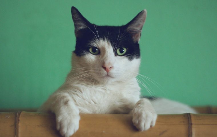 Covered vs Open Litter Box: Which Do Cats Prefer?