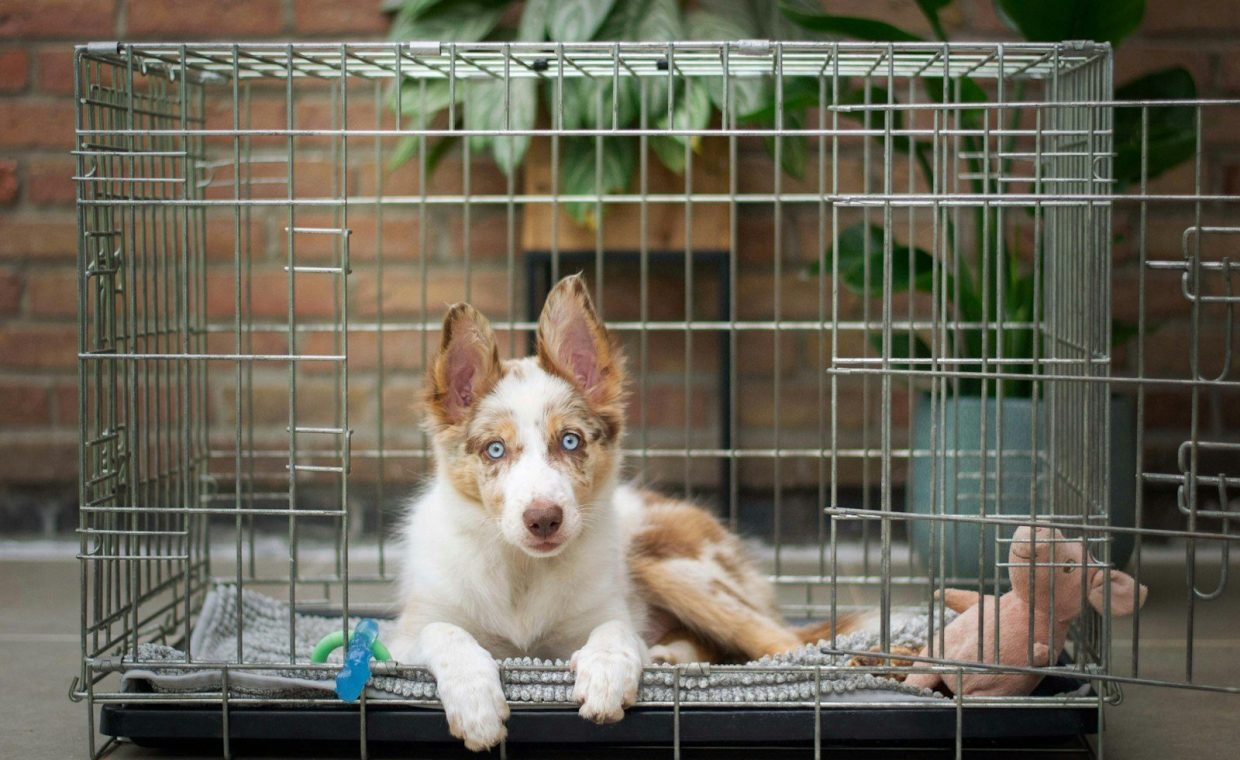 a brown and white dog inside of a cage