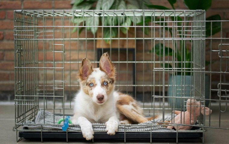 How to Crate Train a Puppy Without Stress in 7 Days