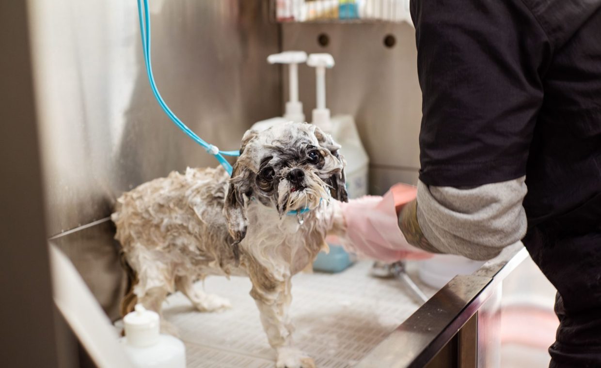 A wet Shih Tzu dog getting washed at a pet grooming station indoors with pink gloves.