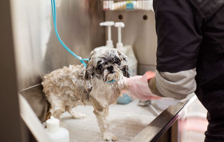 7 Dog Bathing Mistakes That Dry Out the Coat (and Fixes)