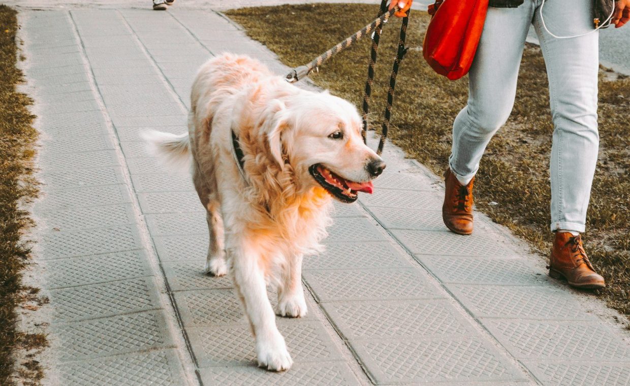 person walking beside Golden retriever on the street