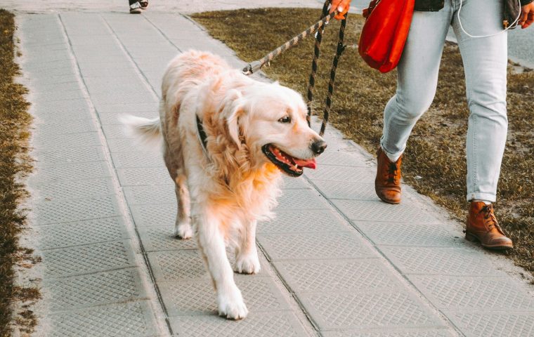 7 Dog-Walking Mistakes That Make Walks Harder (and Fixes)