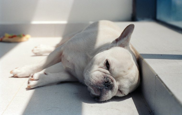 10 Early Warning Signs Your Pet May Be Sick
