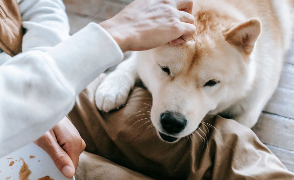 From above of crop anonymous person petting obedient cute Akita dog lying on floor and begging for snack