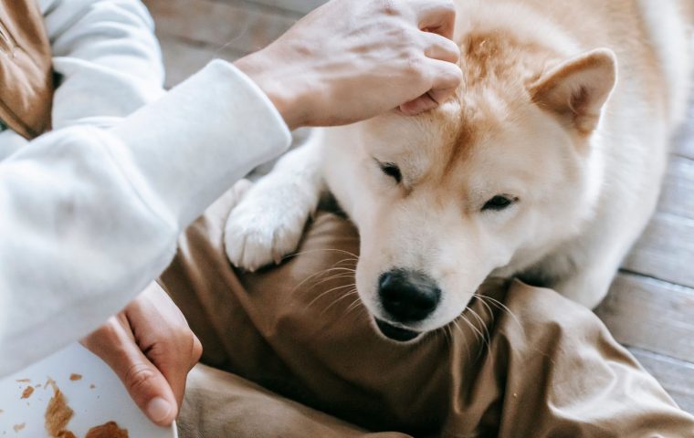 10 Easy Tricks to Teach Your Dog This Weekend