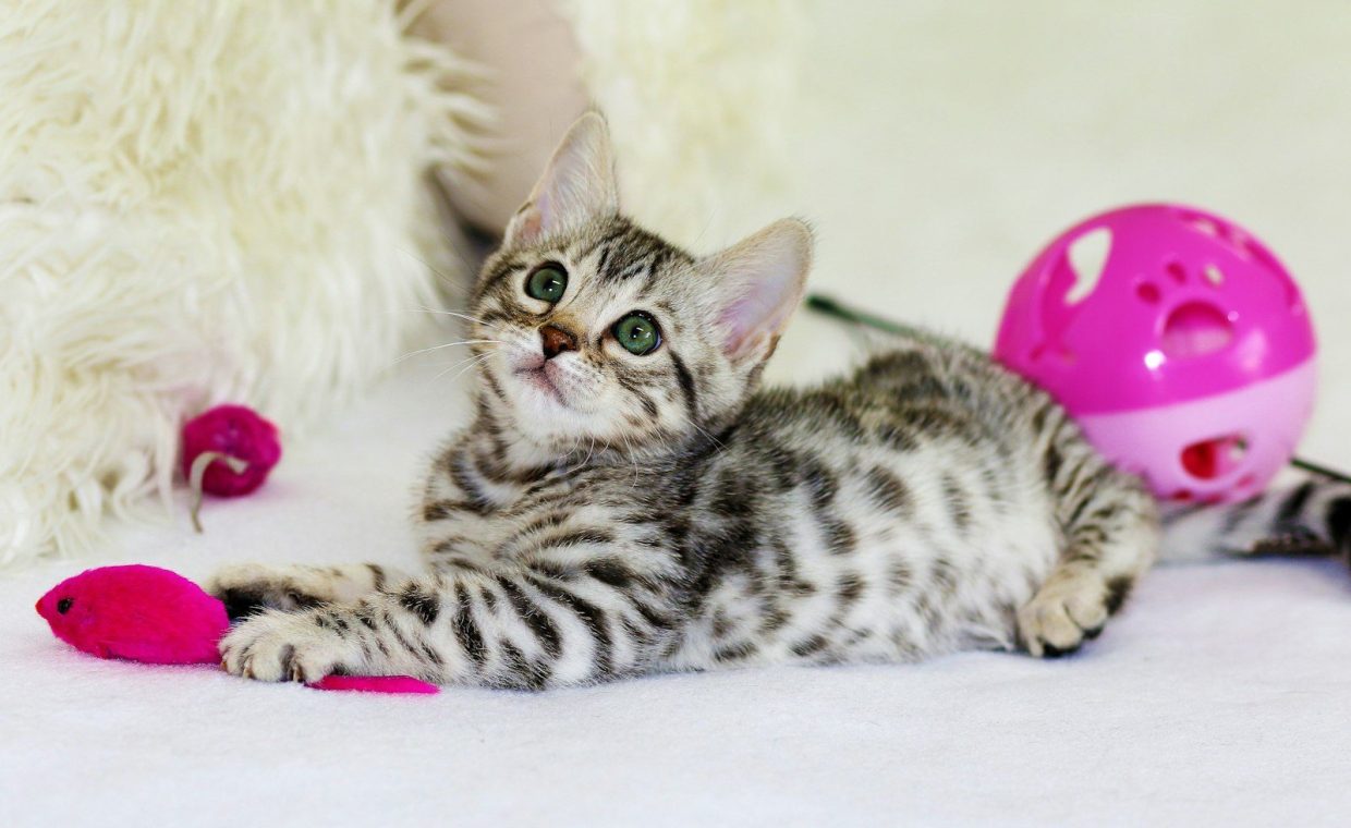 gray kitten sitting on floor