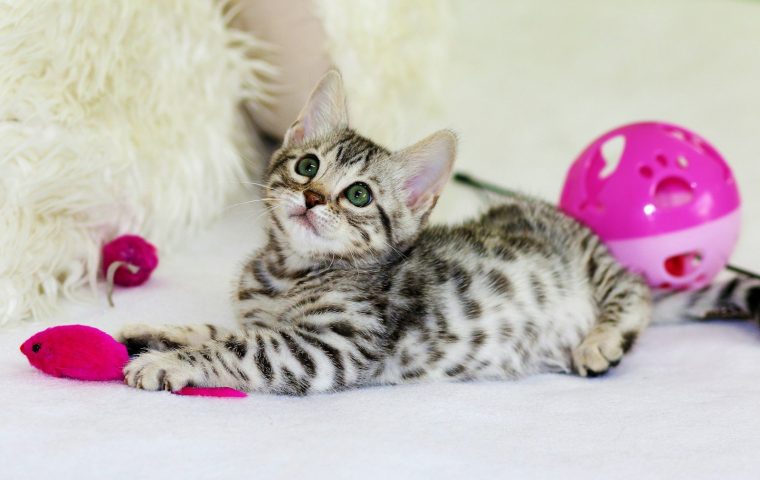 9 Easy Ways to Enrich an Indoor Cat's Day