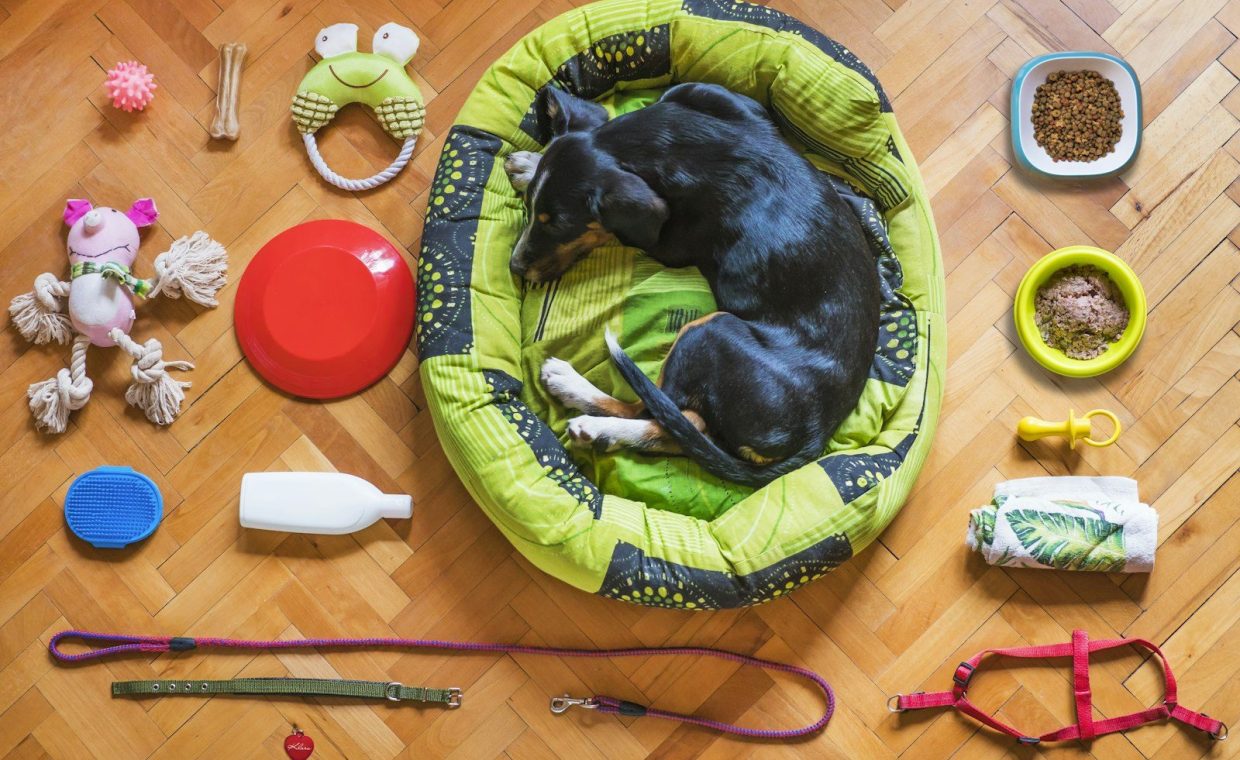 black and tan short coat medium sized dog lying on green and yellow pet bed