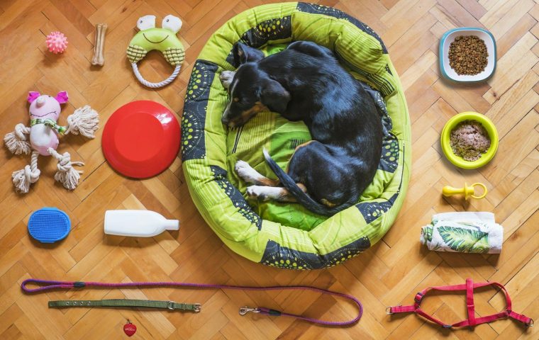 12 Essential Items Every New Dog Owner Should Buy First