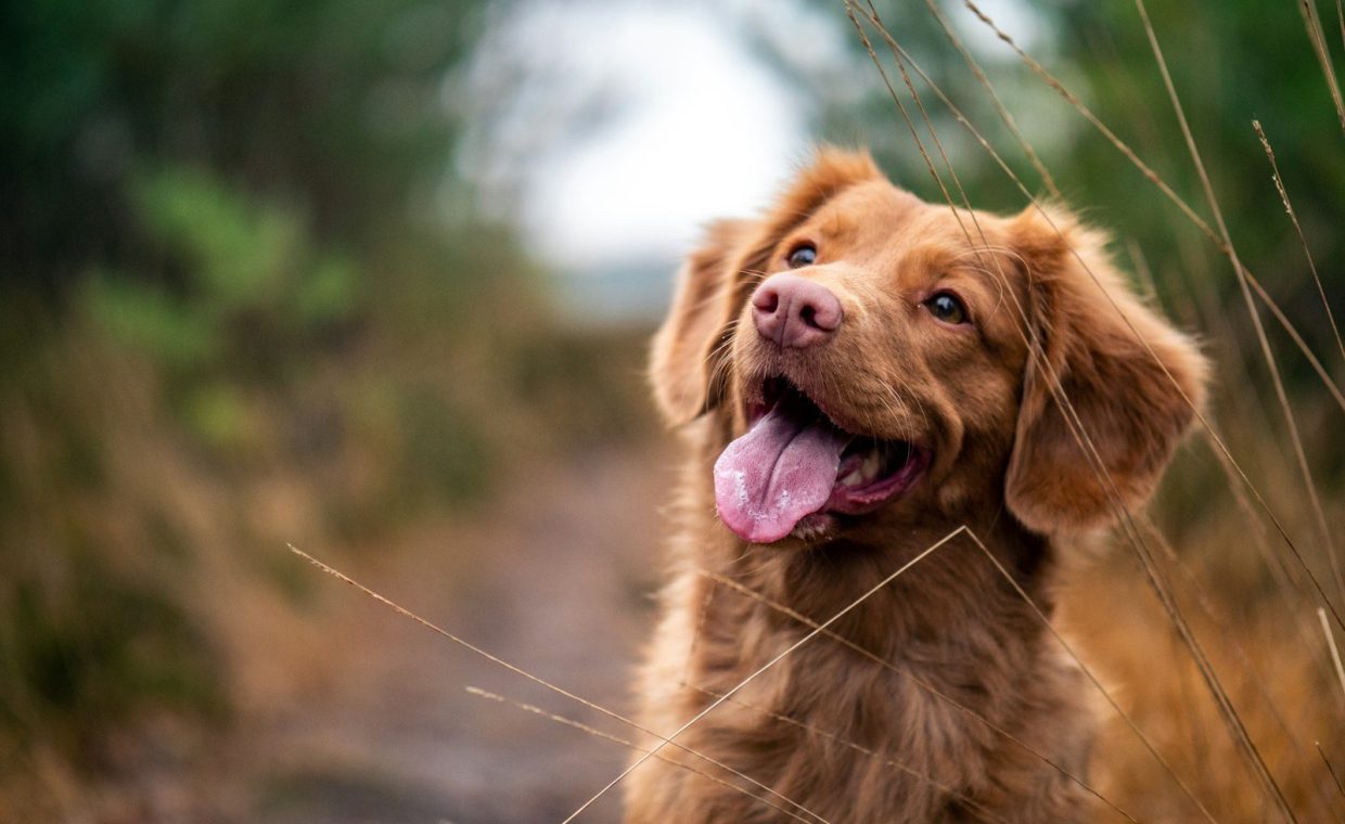 medium-coated brown dog during daytime