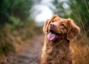 medium-coated brown dog during daytime