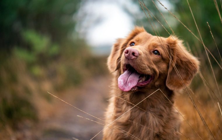 6 Eye and Ear Problems Owners Often Miss in Pets