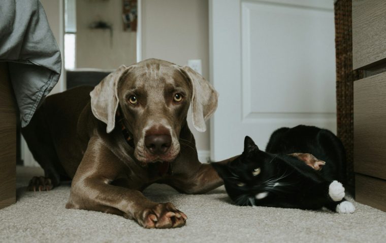 7 Feeding Mistakes That Make Pets Gain Weight (and Fixes)