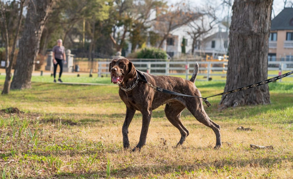 A brown dog on a leash walks in a sunny park surrounded by trees and open space.