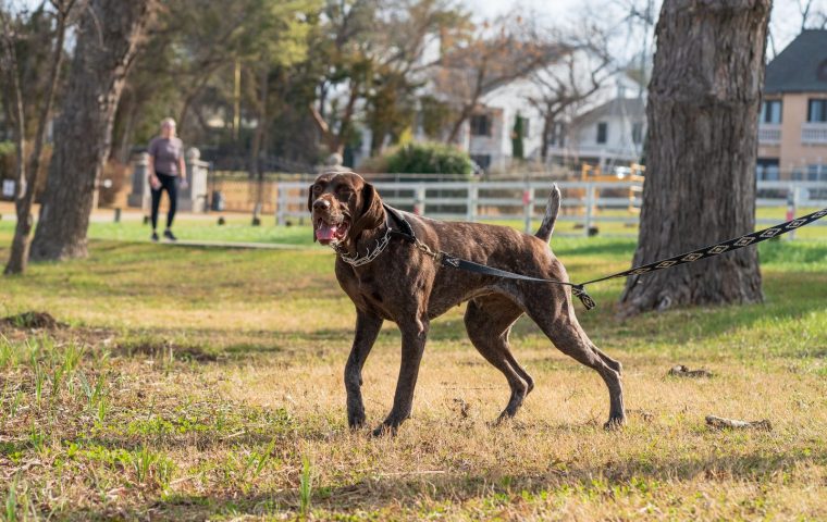 How We Fixed Our Rescue Dog's Leash Pulling in 3 Weeks