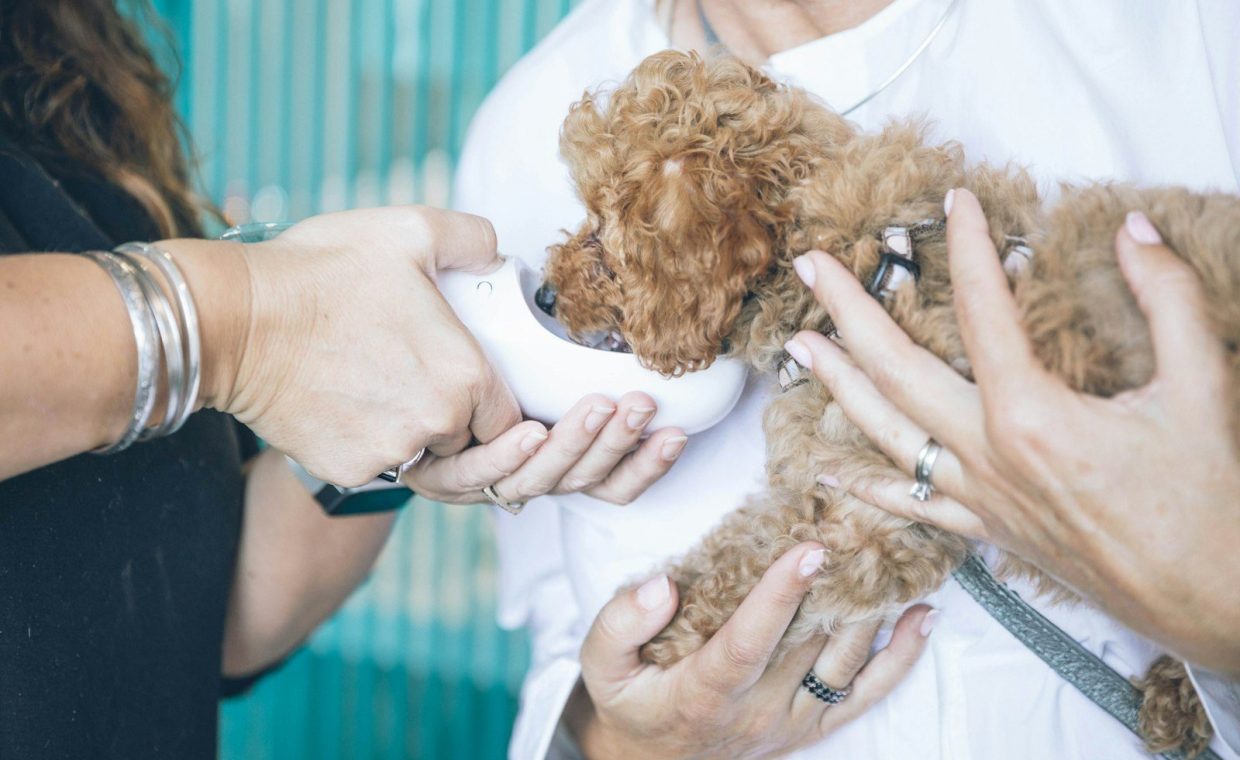 person carrying and feeding brown toy poodle