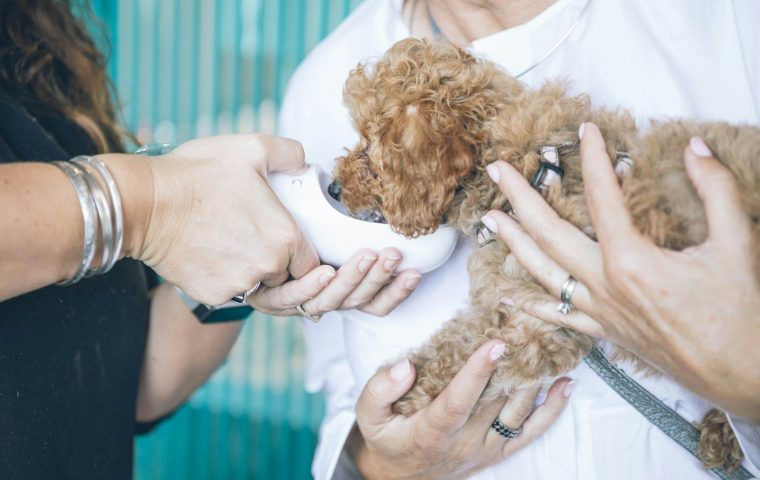 Fleas vs Ticks: How to Tell Them Apart and Respond