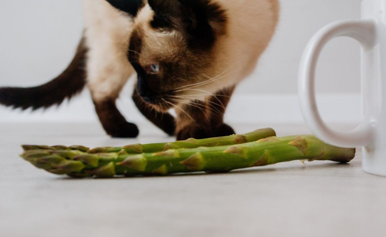 A curious Siamese cat inspects asparagus stalks beside a white ceramic mug indoors.