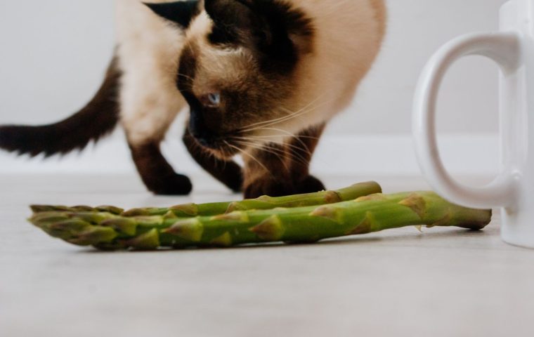 9 Foods You Should Never Feed Your Cat