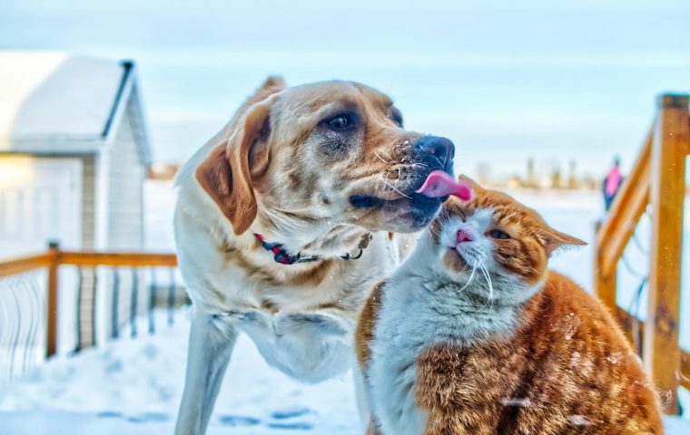 Grain-Free vs Grain-Inclusive Dog Food: What to Know