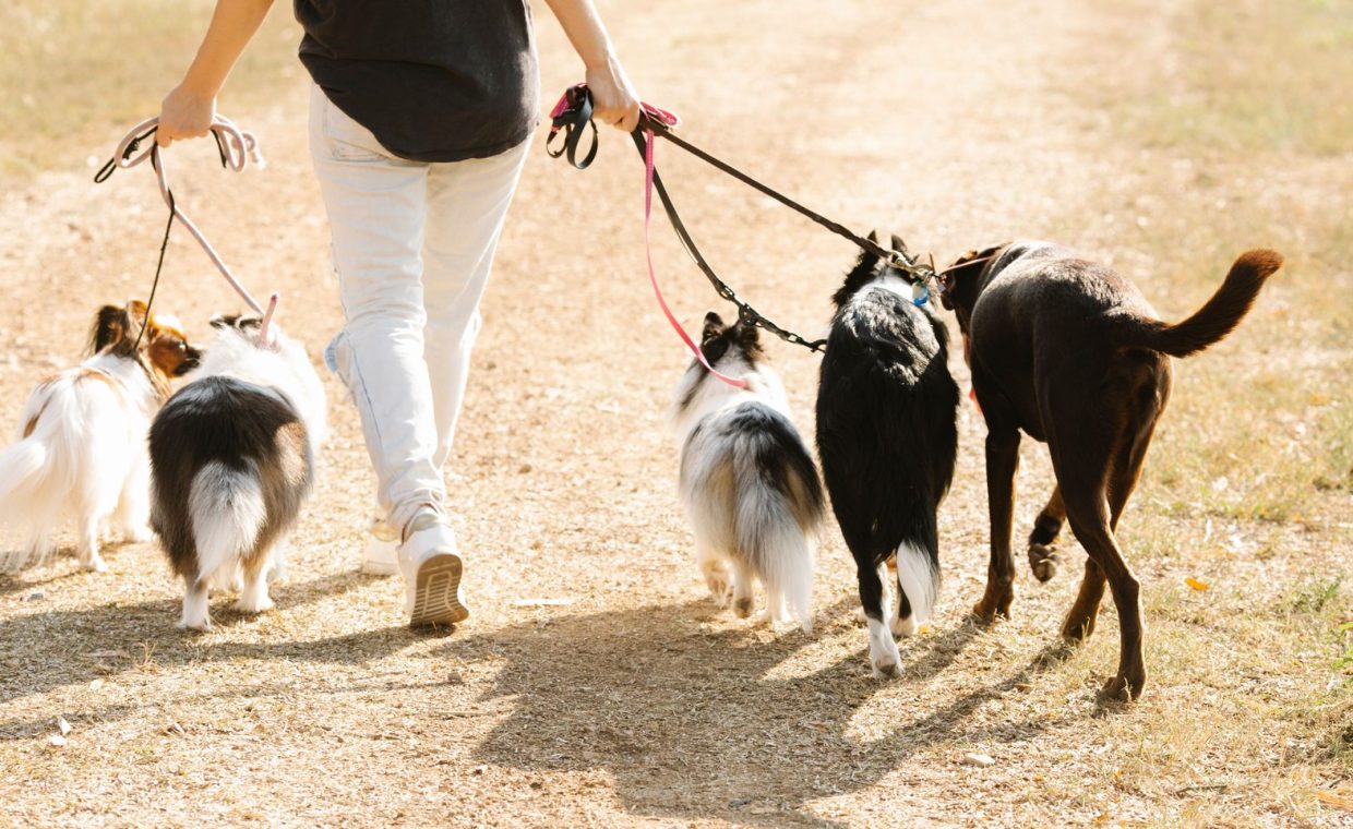 Back view of crop unrecognizable female strolling on rural road with pack of dogs on leashes in countryside on summer da