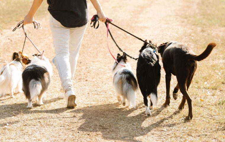 Group Class vs At-Home Training: Which Suits Your Dog?