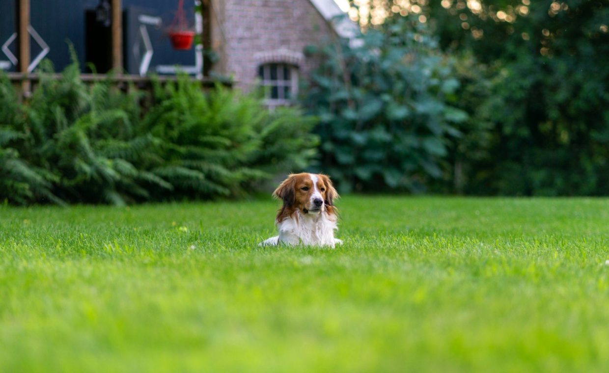 a dog lying in the grass