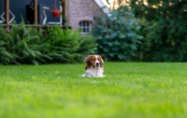 What Healthy Pet Poop Looks Like (and Warning Signs)