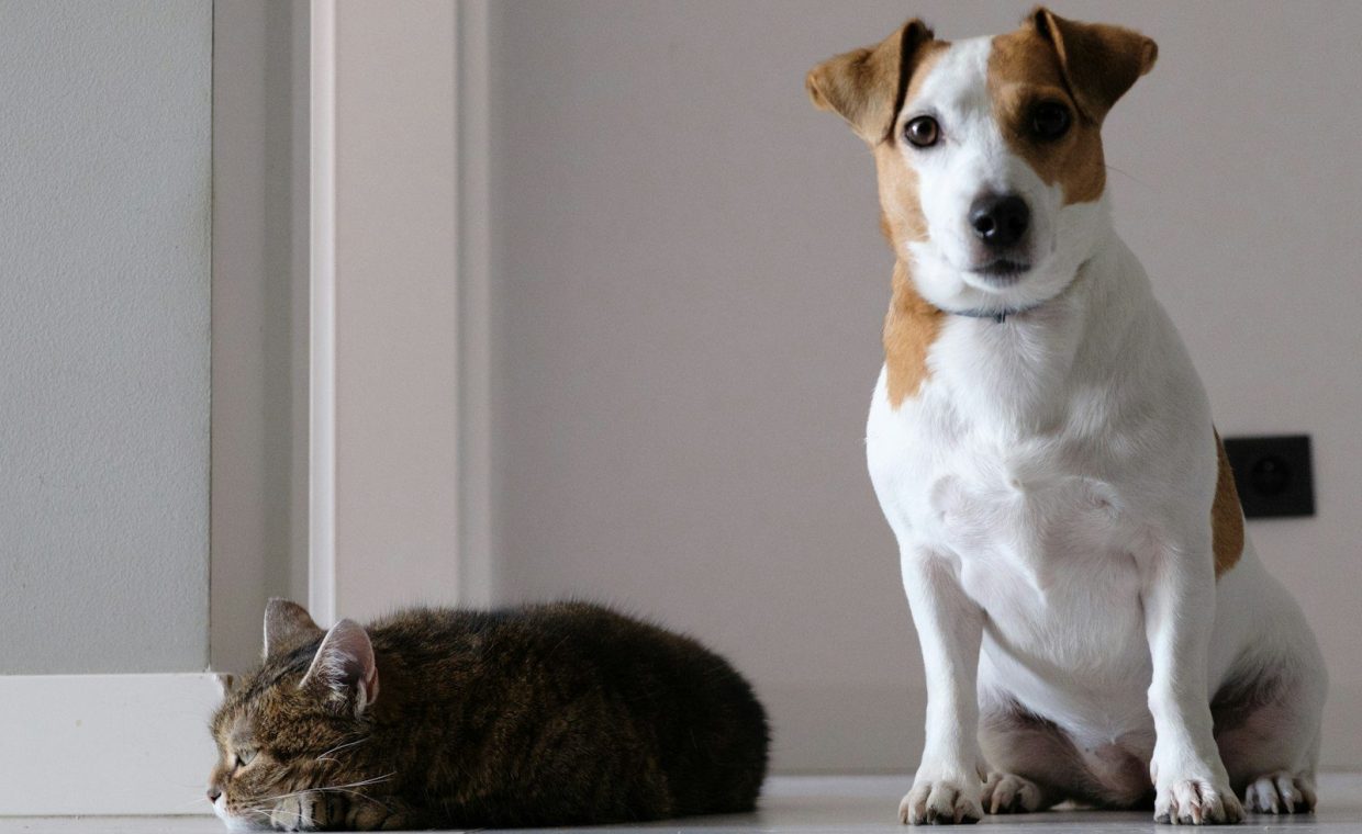 A dog and a cat sitting on the floor